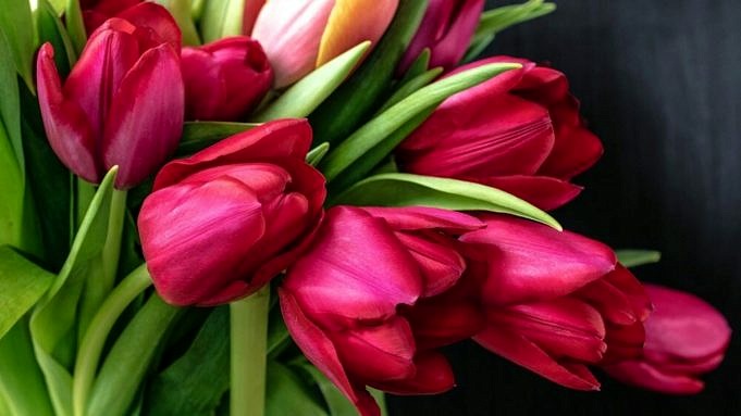 Perché I Tulipani Non Fioriscono E Cosa Puoi Fare